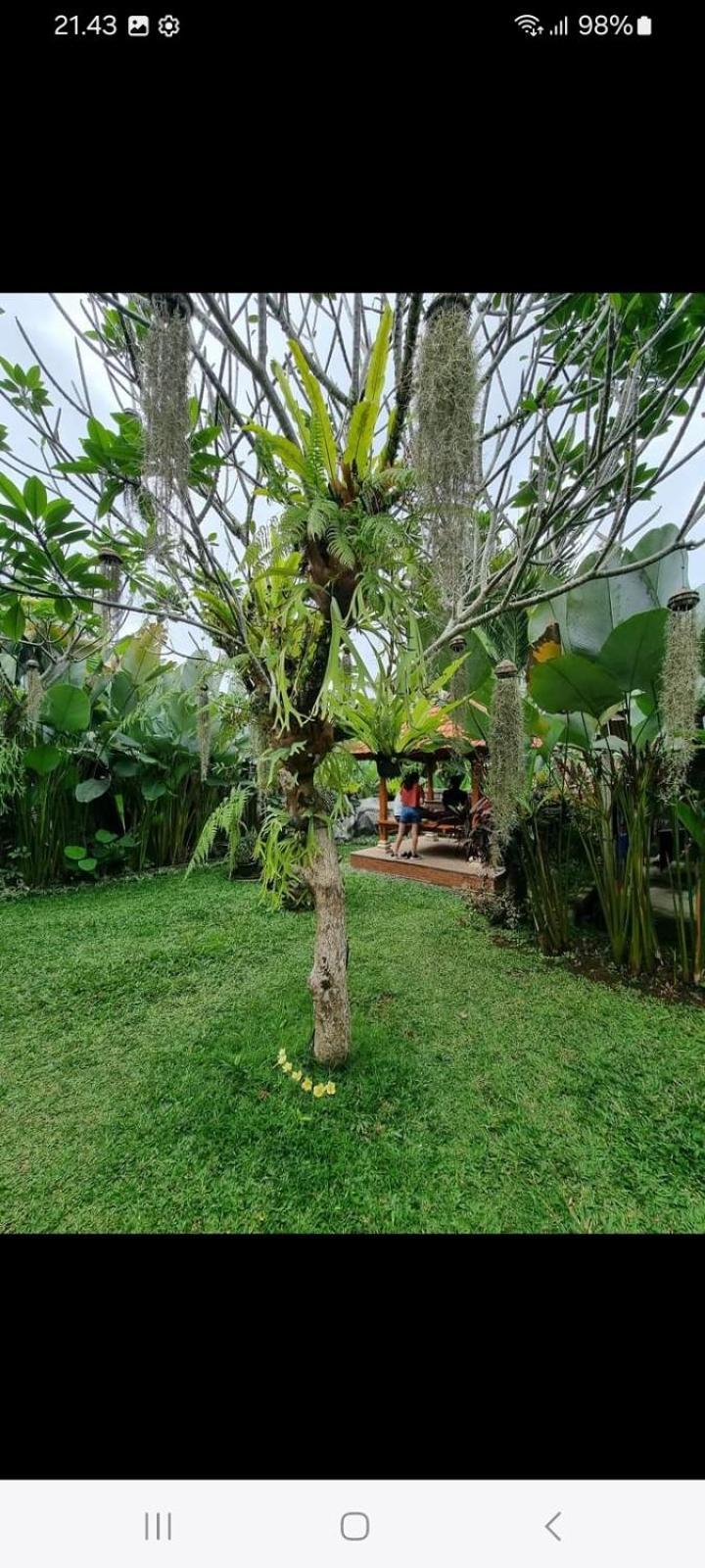 D'Sari Undisan Houses Bangli Esterno foto